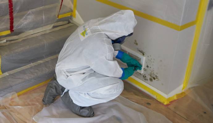 Mold Inspection & Removal Services